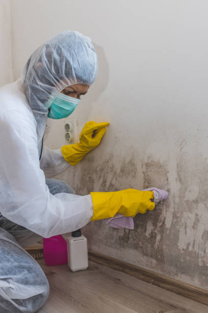 Trusted Rafter J Ranch, WY Mold Removal Experts